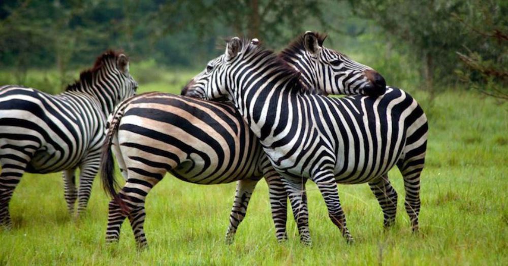 Zebras are among other animals travelers can see in Akagera National Park. 