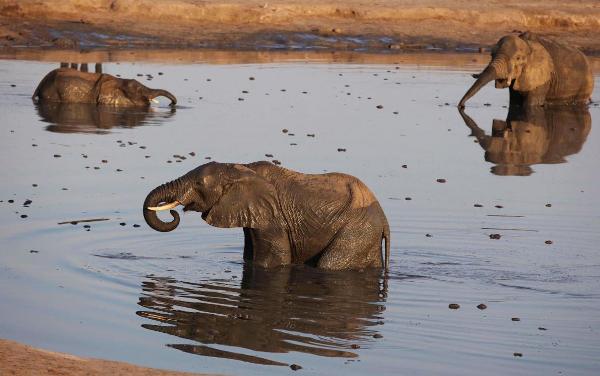 Elephants gather at a watering hole in Zimbabwe’s Hwange National Park, where cyanide poisoning killed about 80 of the animals in recent months. Poachers add the chemical to water and salt licks.