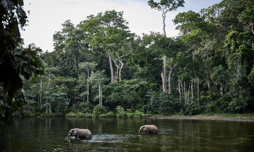 FSC-certified forests help protect large mammals in the Congo Basin.
