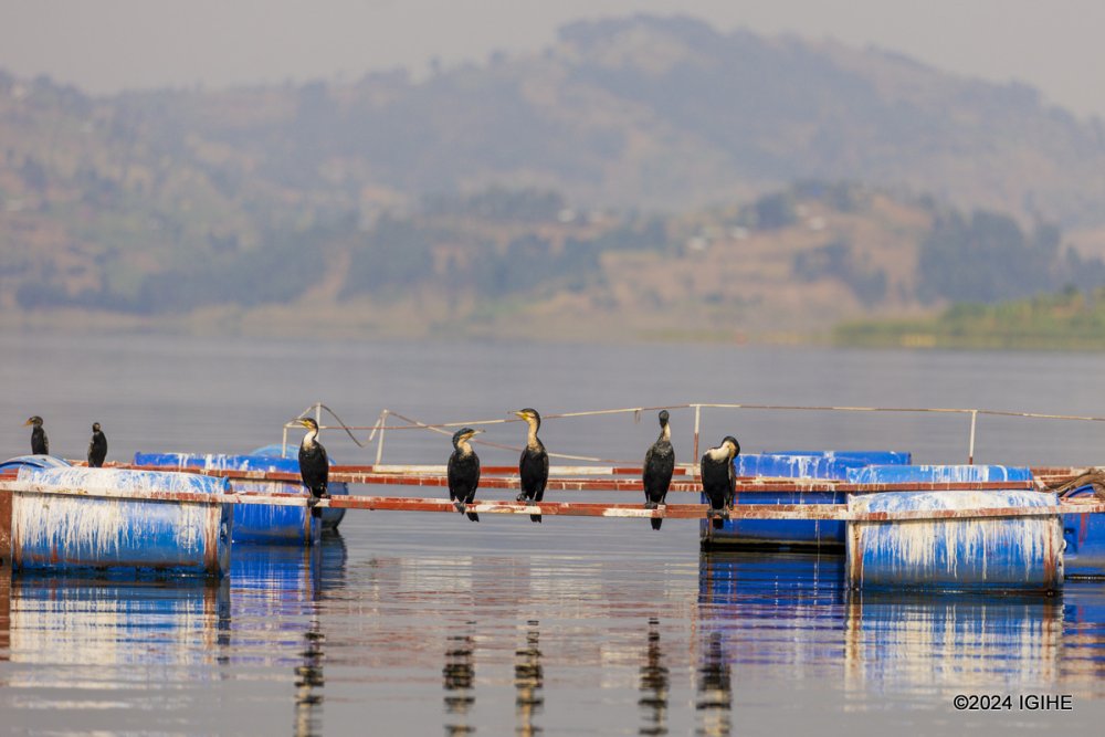 Bird sighting is among attractions for tourists visiting Lake Ruhondo.
