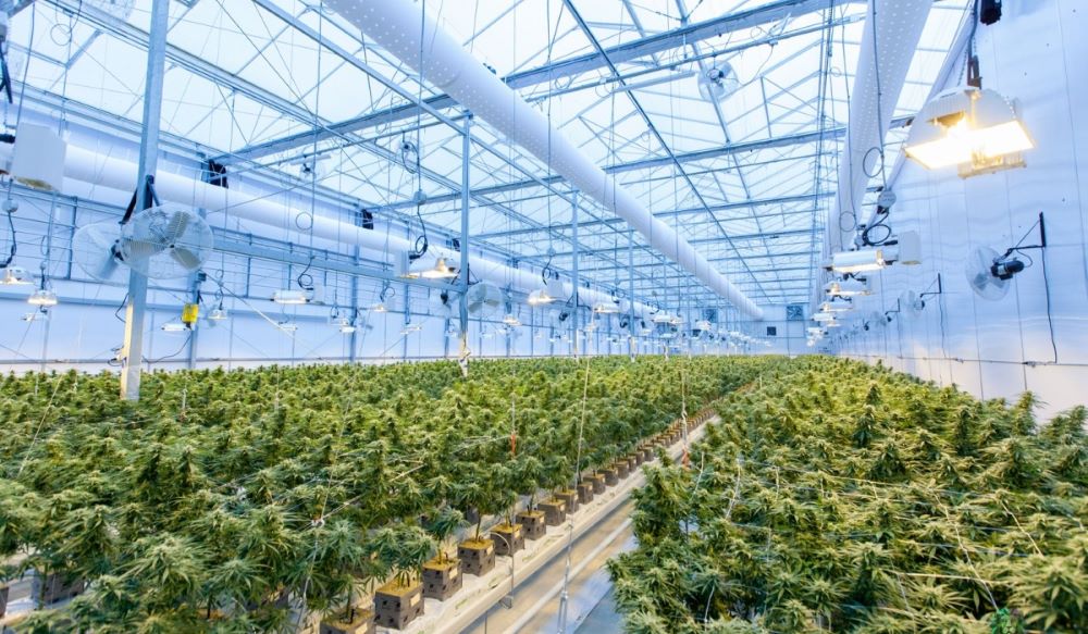 In 2021, Rwanda passed an order making cannabis legal for medicinal purposes.