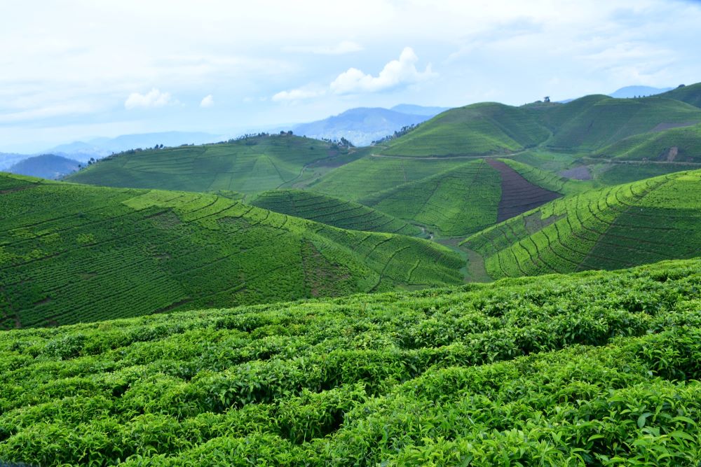 From the rolling hills of the Northern, Western and Northern regions where tea is grown, to the vibrant marketplaces in Kigali, tea has long been woven into the fabric of Rwandan agriculture and economy. 