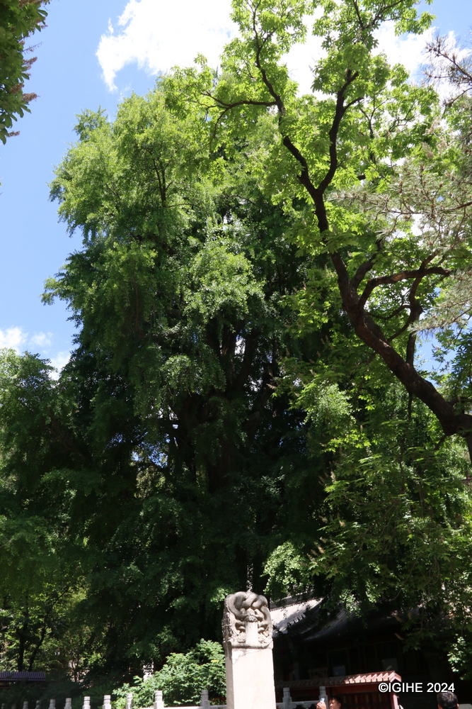 The ’Emperor Tree’ was planted during Tang Dynasty.