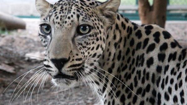 The move has been welcomed by animal welfare activists