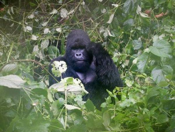 A mountain gorilla is photographed in Virguna National Park located in the Democratic Republic of Congo (DRC) April 4, 2014.