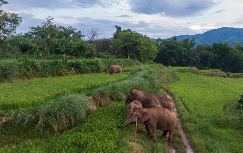Aerial photo taken on Aug. 1, 2022 shows Asian elephants with their babies searching for food in Jiangcheng Hani and Yi Autonomous County of Pu'er, southwest China's Yunnan Province. (Xinhua/Jiang Wenyao)