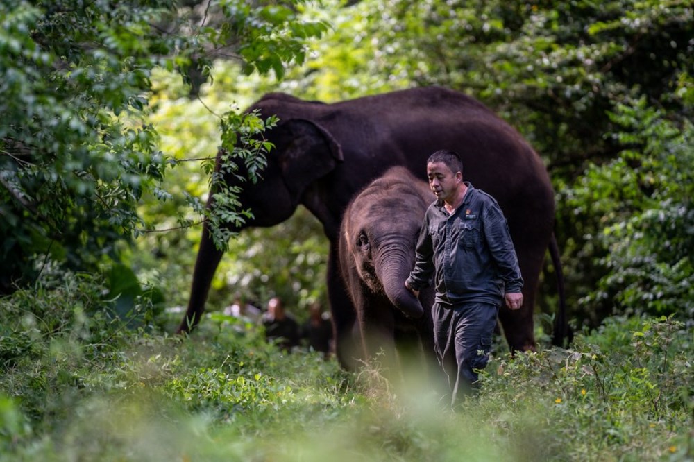Bao Mingwei, an elephant doctor at the Asian Elephant Breeding and Rescue Center in Xishuangbanna, trains elephants for wild release in southwest China's Yunnan Province, July 28, 2022. (Xinhua/Jiang Wenyao)