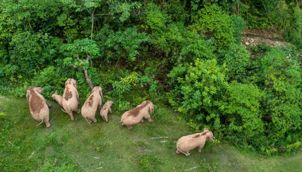 Aerial photo taken on Aug. 1, 2022 shows Asian elephants searching for food in Jiangcheng Hani and Yi Autonomous County of Pu'er, southwest China's Yunnan Province. (Xinhua/Jiang Wenyao)