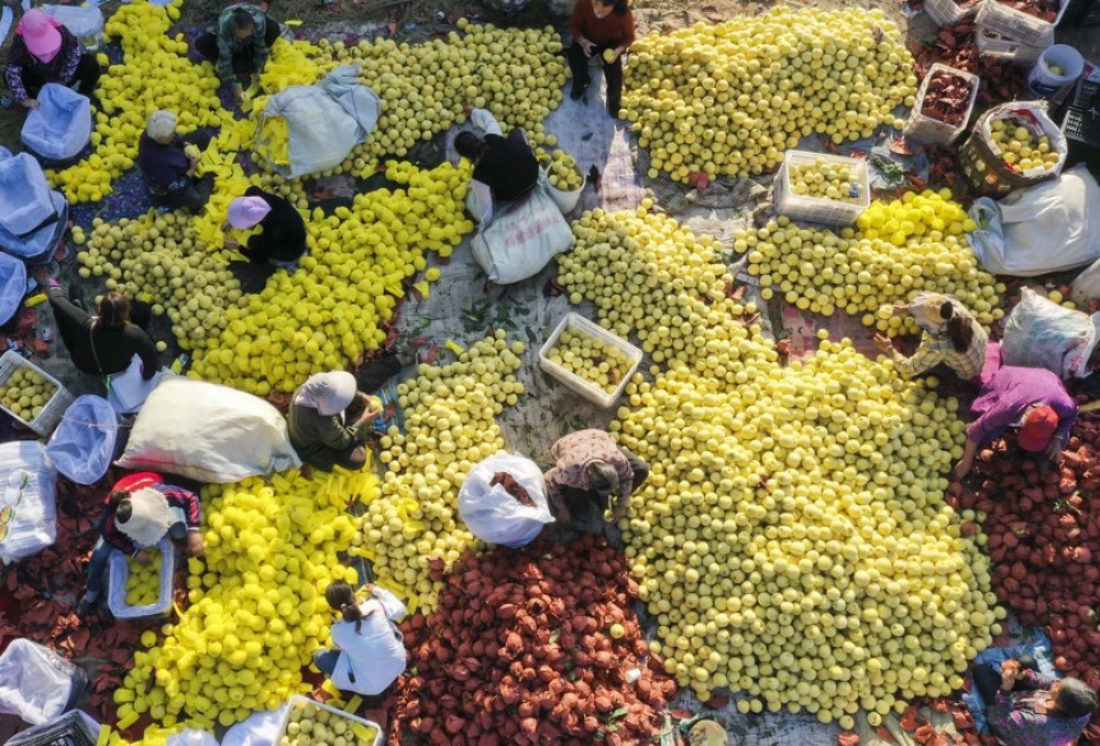 Aerial photo taken on Sept. 15, 2022 shows villagers sorting and packaging yellow peaches in Dongjiuzhai Township of Zunhua, north China's Hebei Province. (Photo by Liu Mancang/Xinhua)