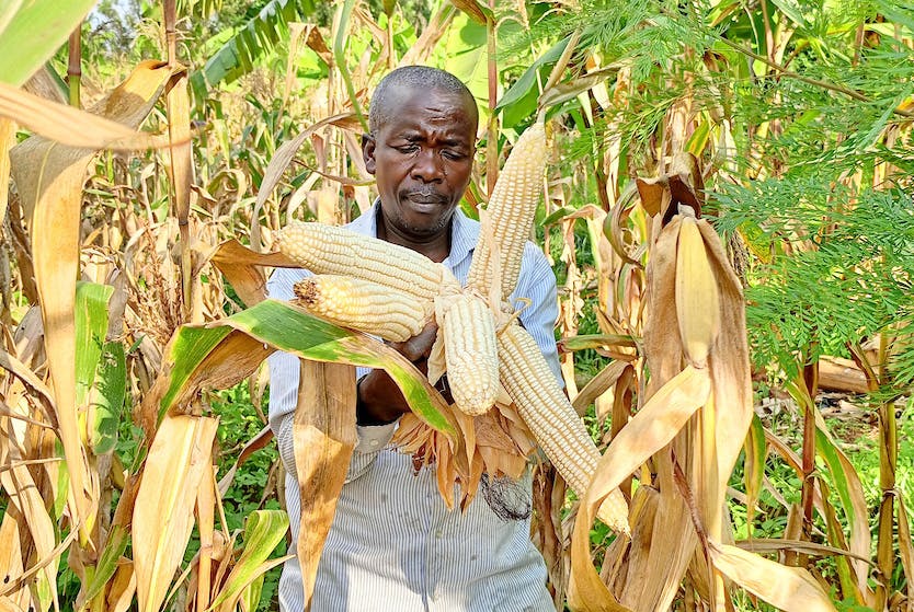 Maize production was estimated at 481,246 metric tons, a 5% decrease compared to Season A of 2024.