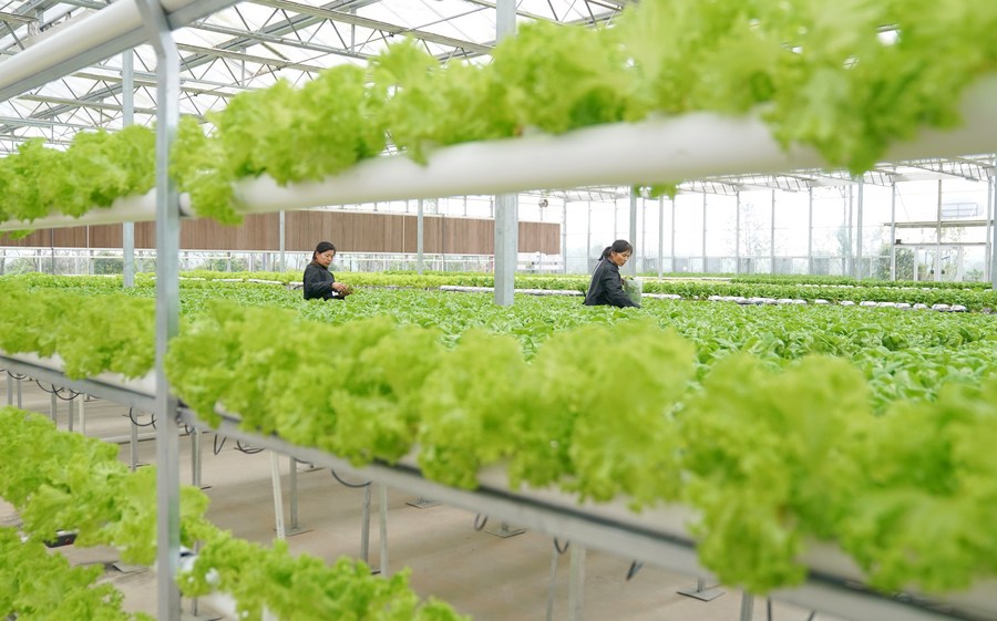 China and the African Union (AU) Commission renewed their partnership on Friday to advance modern agricultural technology and resilient agri-food systems in Africa.