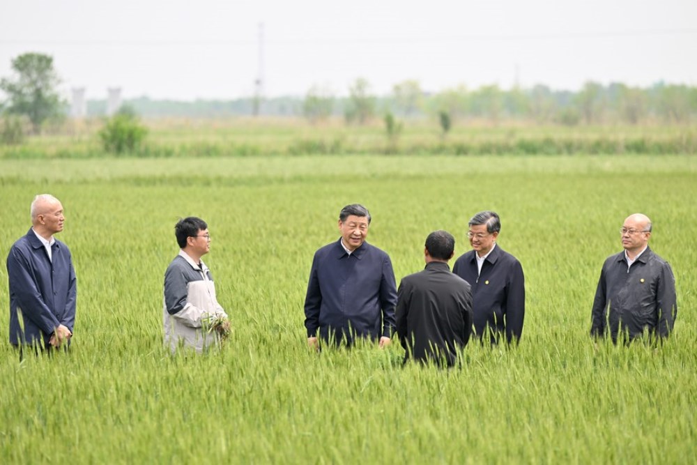 Chinese President Xi Jinping, also general secretary of the Communist Party of China Central Committee and chairman of the Central Military Commission, learns about the cultivation of crops tolerant of drought and alkalinity in a wheat field in Cangzhou, north China's Hebei Province, May 11, 2023. (Xinhua/Yin Bogu)