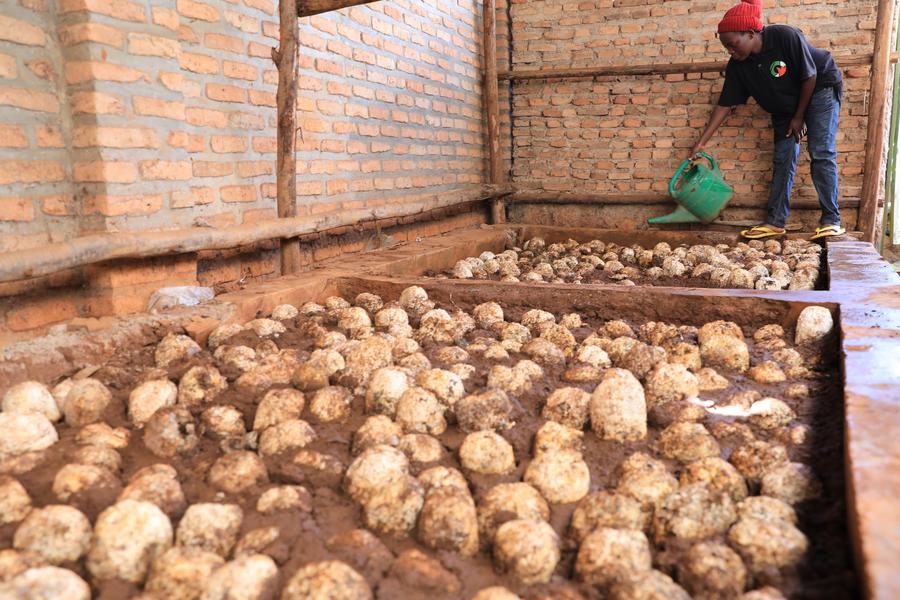 A worker waters culture tubes destined for mushroom cultivation at a mushroom workshop in Kabuye district, Kigali, Rwanda, April 5, 2024.