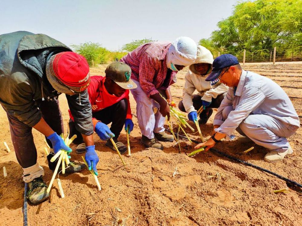 A Chinese expert instructs local staff members to plant Juncao seedlings at the animal husbandry technology demonstration center in Mauritania, May 27, 2024. (Xinhua)