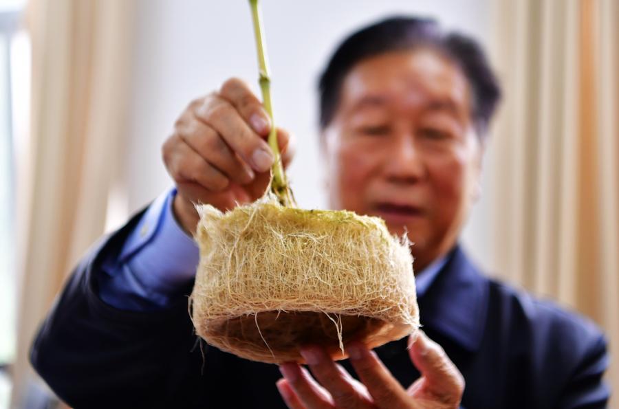 Lin Zhanxi, professor with the Fujian Agriculture and Forestry University (FAFU), presents the flourishing roots of Juncao in Fuzhou, capital of southeast China's Fujian Province, Nov. 2, 2018. (Xinhua/Wei Peiquan)