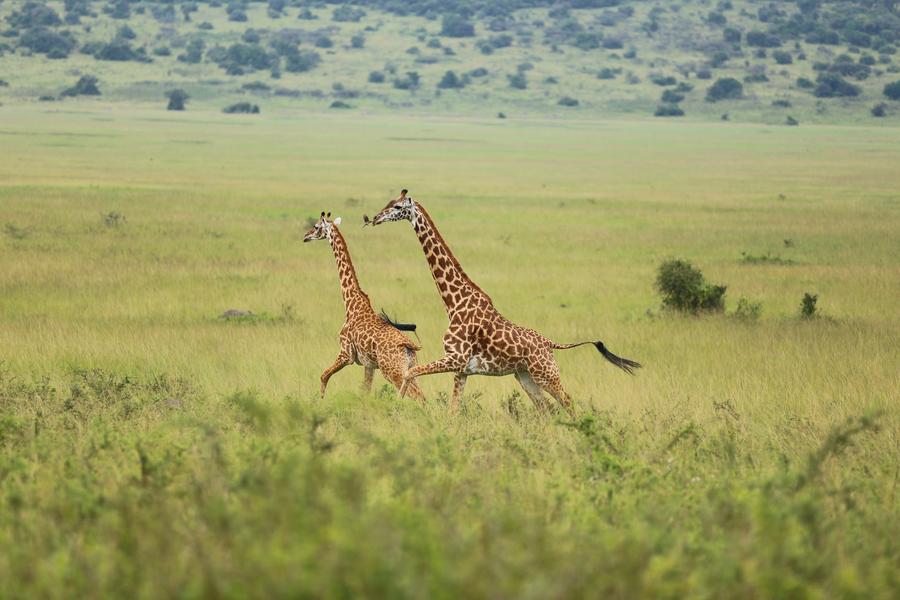 Two giraffes are running in Akagera National Park,  Rwanda, on March 2, 2022. 