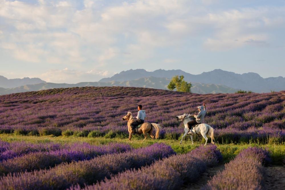Tourists ride horses in a lavender field in Sigong Village, Huocheng County, northwest China's Xinjiang Uygur Autonomous Region, July 14, 2023. The lavender planting bases here have helped promote local tourism and increase the income of local people. (Xinhua/Hao Zhao)