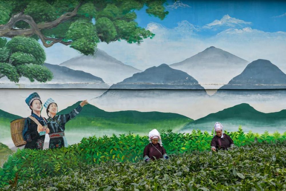 Farmers pick tea leaves in Lianmeng Village of Pu'an County, southwest China's Guizhou Province, Feb. 23, 2023. Pu'an County has tea gardens with an area of about 125,000 mu (about 8,333.3 hectares). Local farmers have benefited from the tea industry.(Xinhua/Yang Wenbin)