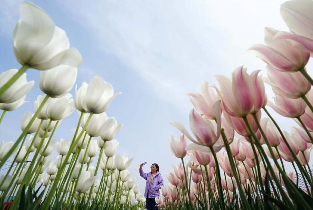 A tourist takes photos at a tulip plantation in Donghuangtuo Town of Luannan County, north China's Hebei Province, May 3, 2023. Donghuangtuo Town has been developing tulip planting industry so as to boost tourism and help increase the income of local people in recent years.(Xinhua/Yang Shiyao)