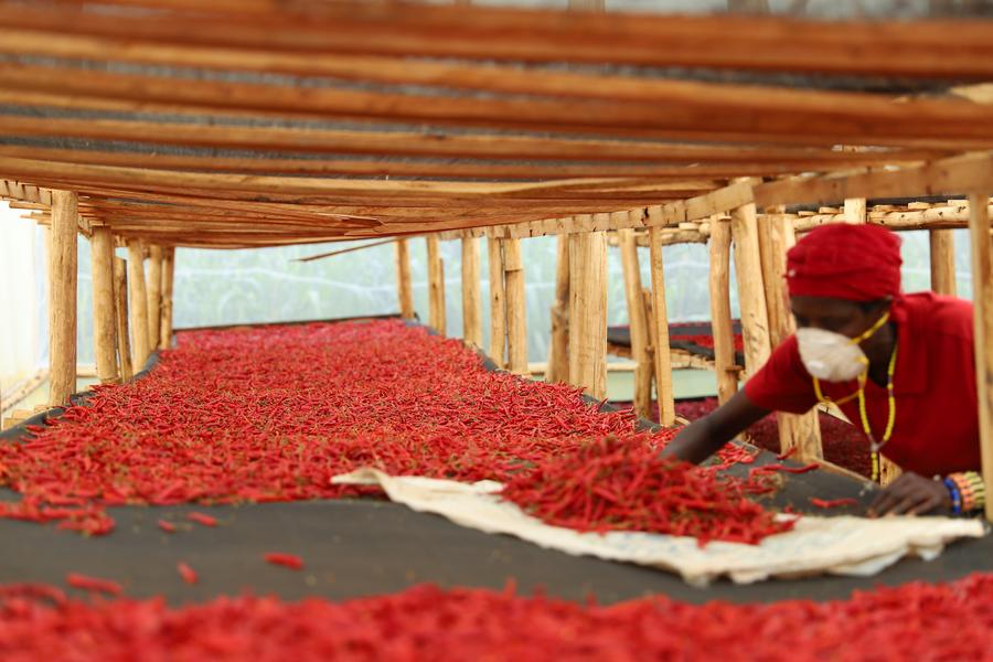 A staff member screens out chili peppers in Nyagatare district on May 22, 2025.