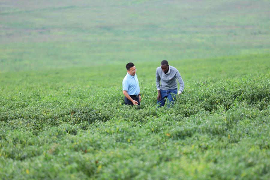 A business manager of Hunan Modern Agriculture International Development Co. Ltd checks the growing condition of chili peppers with a local staff member at the Gashora Farm in Nyagatare district on May 22, 2025.