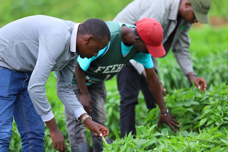 Staff members check the growing condition of chili peppers at the Gashora Farm in Nyagatare district on May 22, 2025.