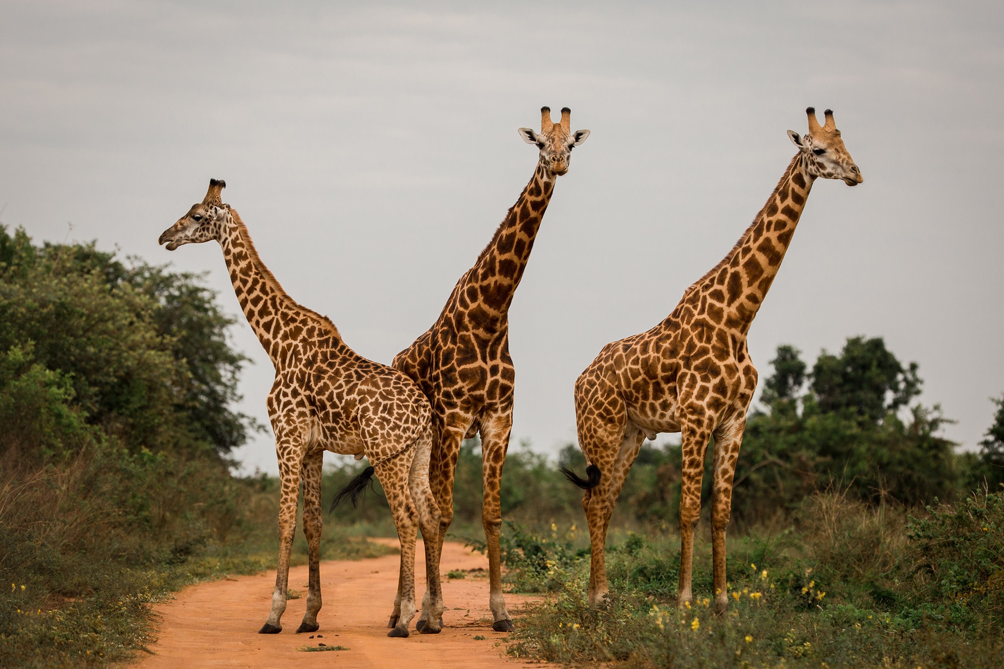The Masai giraffe population in Akagera National Park has surged from just six individuals to around 115, nearly 40 years after the species was reintroduced from Kenya.