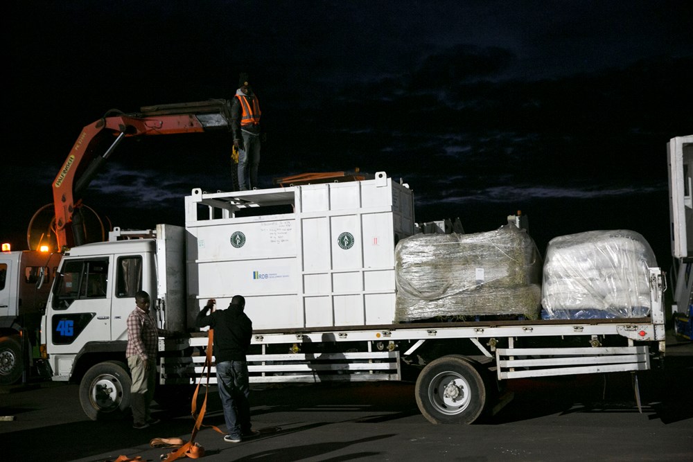 The Rhinos from South Africa arrived in Kigali on the wee hours at 3:30 and immediately transported to Akagera National Park.