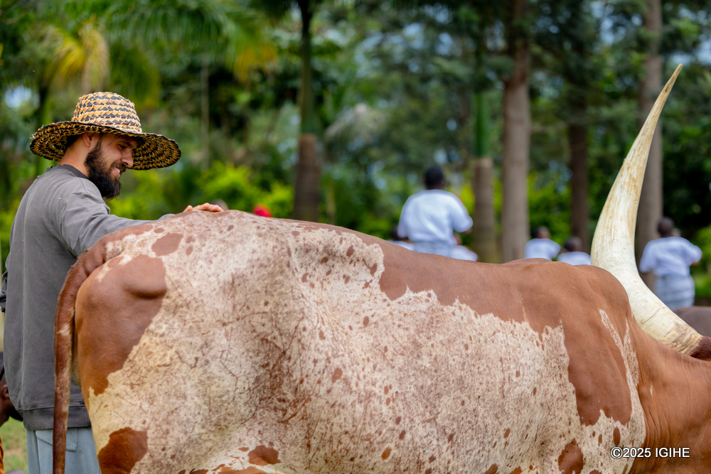 Richi attending to an Inyambo cow.