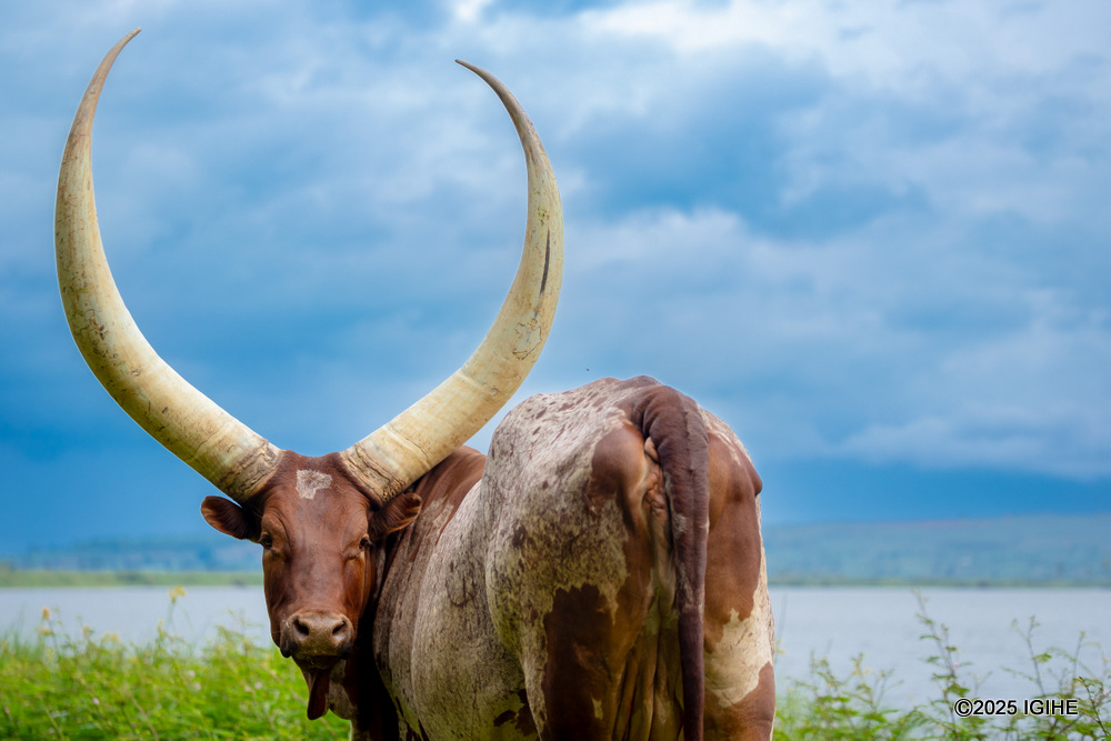 Inyambo cows are known for their large horns and their rich place in Rwandan history.