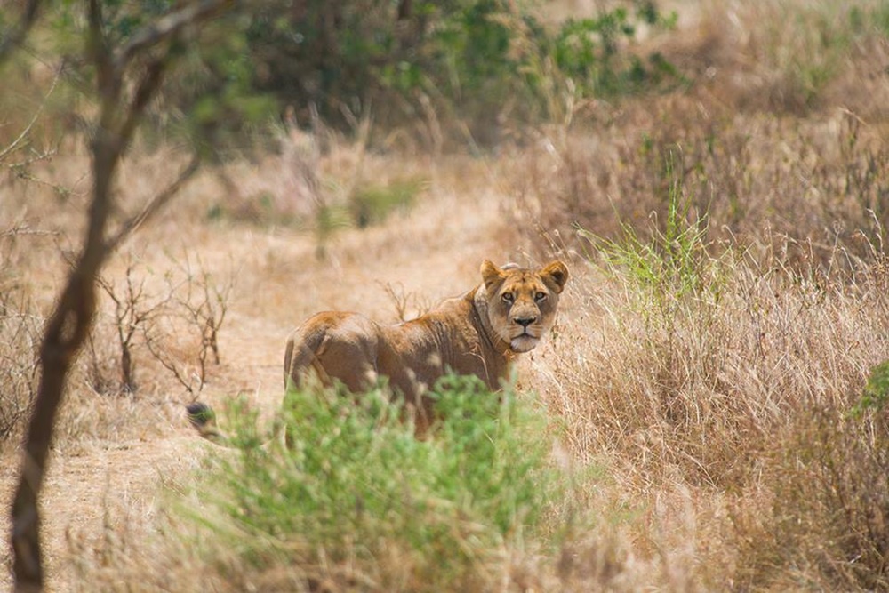 Two male lions were added in the Akagera Park in 2017.