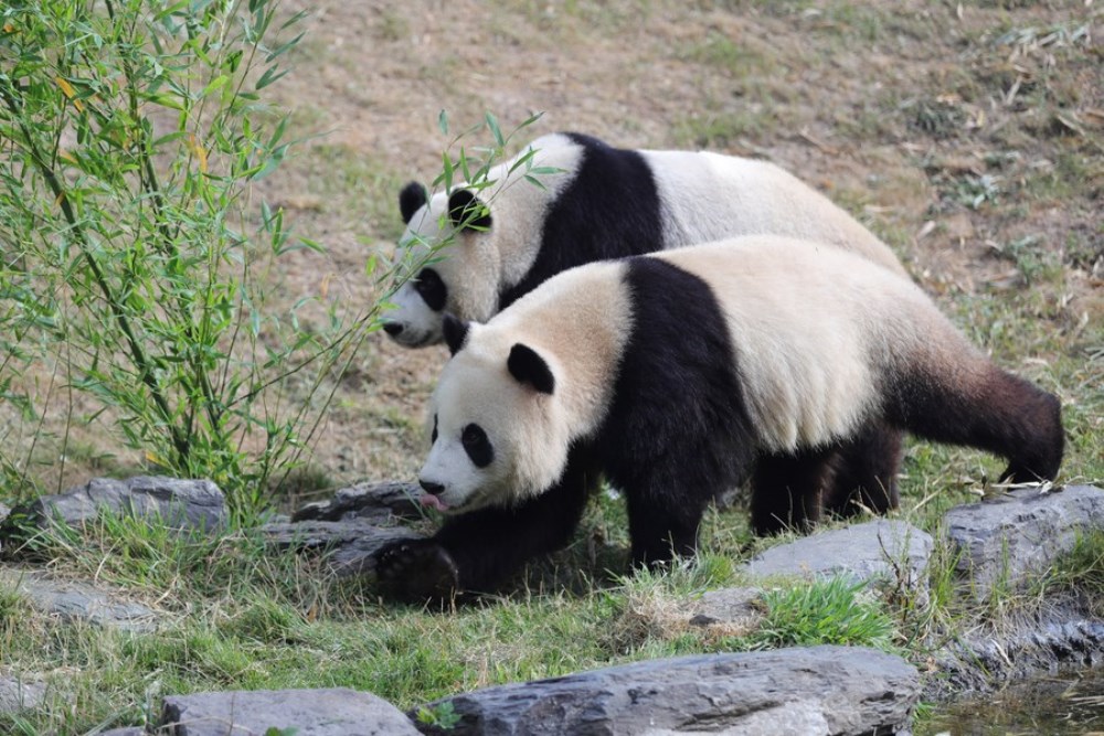 Giant panda twins "Bao Di" (bottom) and "Bao Mei" walk towards their birthday meal at the Pairi Daiza zoo in Brugelette, Belgium, Aug. 6, 2022. (Xinhua/Zheng Huansong)