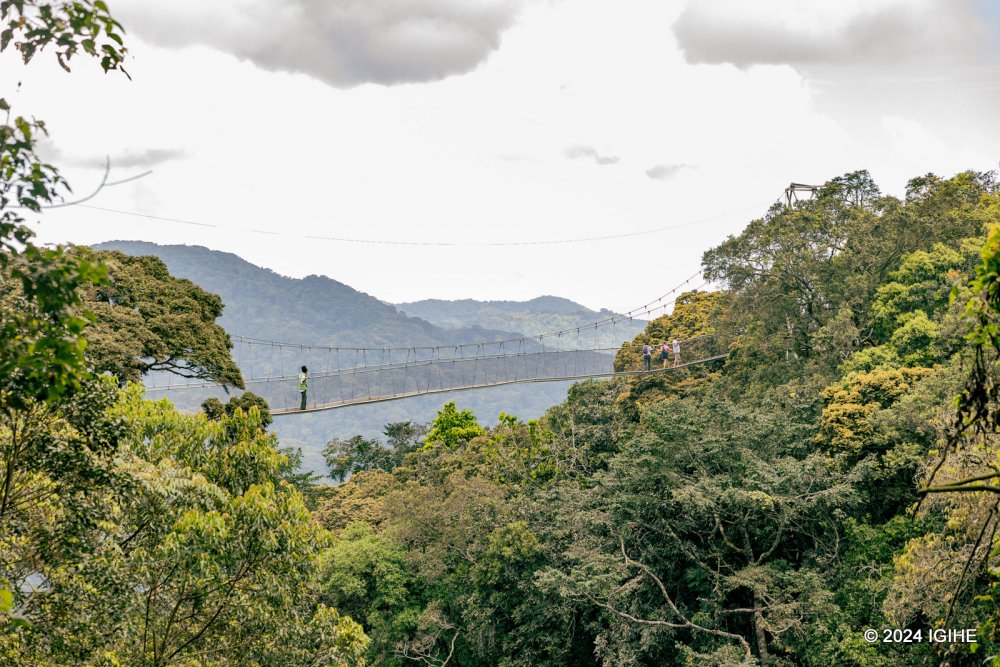 A view of Nyungwe National Park canopy walkway