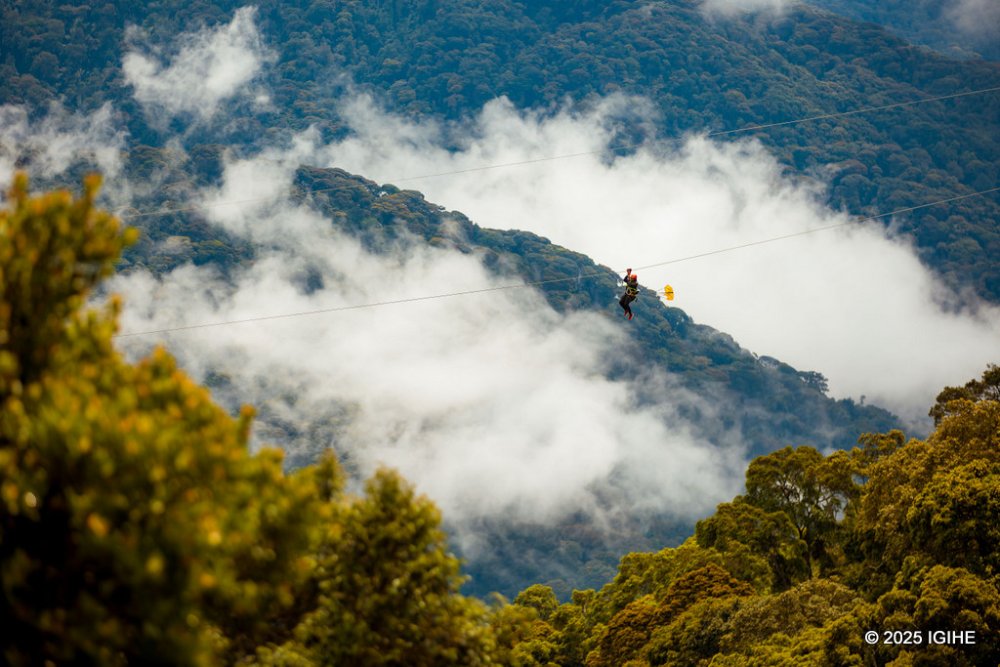 Ziplining is a thrilling experience where visitors glide above the forest suspended on secure cables, offering panoramic views and a new perspective of the park. 