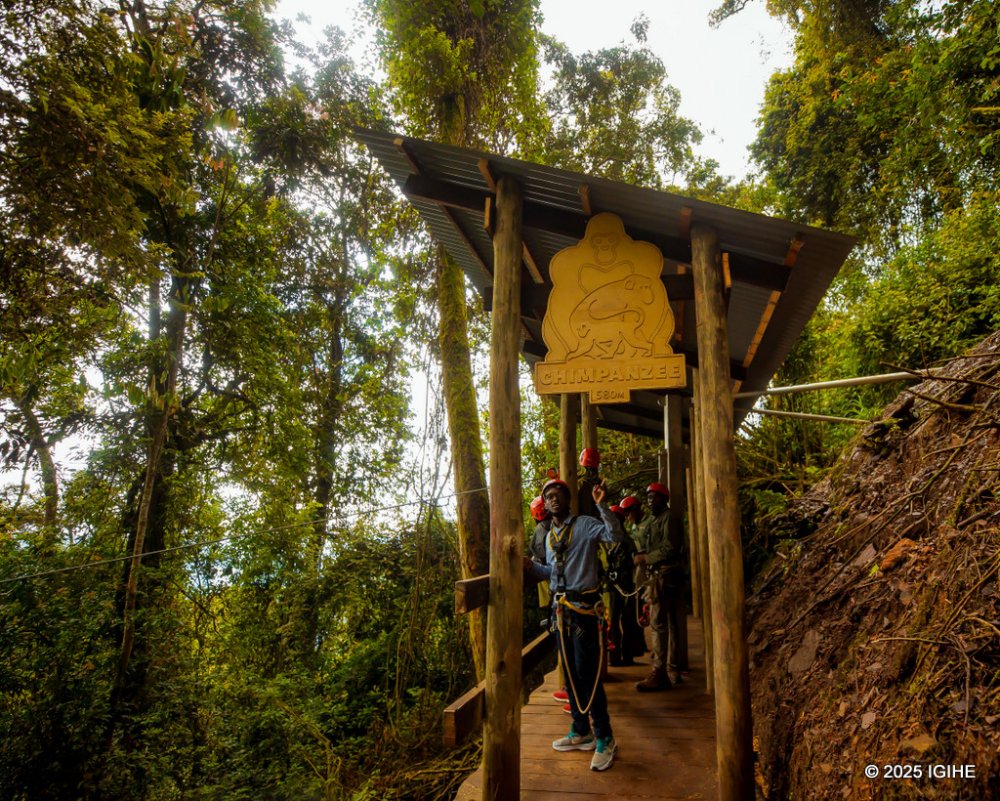 In Nyungwe, the zipline features three routes named after local wildlife, like the chimpanzee.