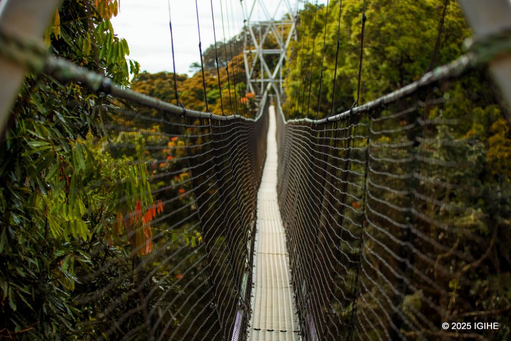 From the bridge, you can spot birds feeding on nearby trees and take breathtaking photos. 