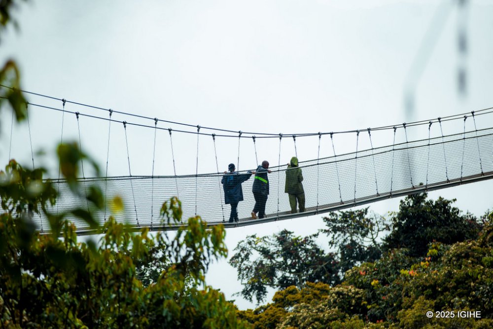 Just a short walk from the zipline is the Canopy Walk, a 170-meter-long suspended bridge that rises 70 meters above ground.
