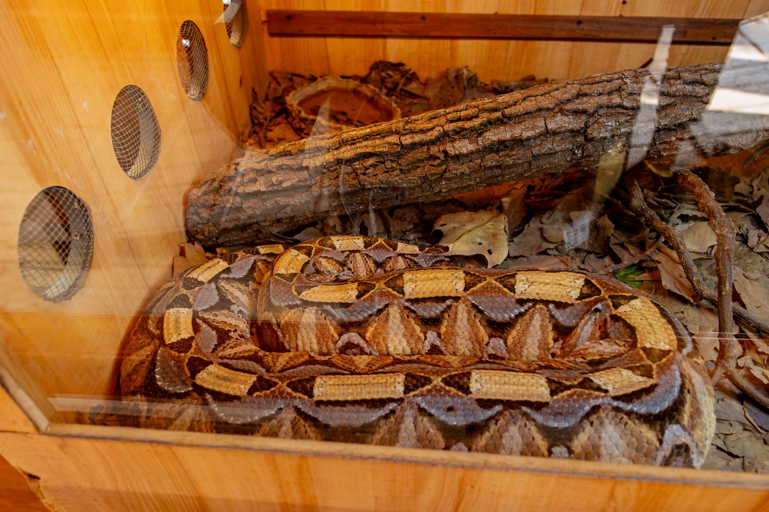 Gaboon vipers are heavily coloured and patterned.