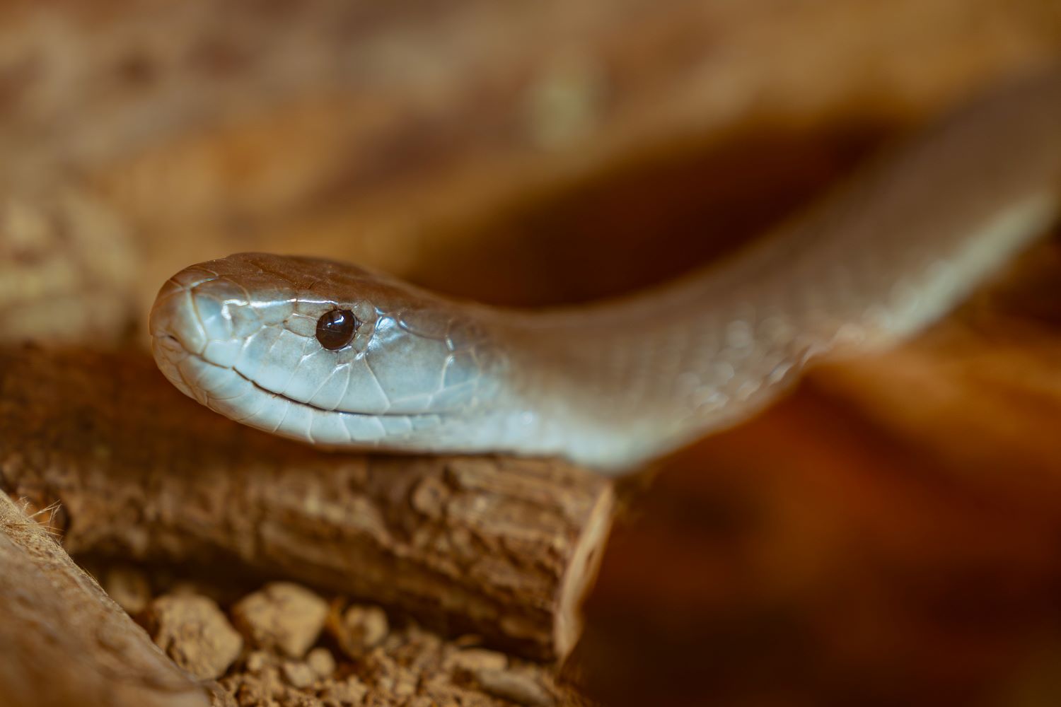 A black mamba possesses a highly potent neurotoxic venom.