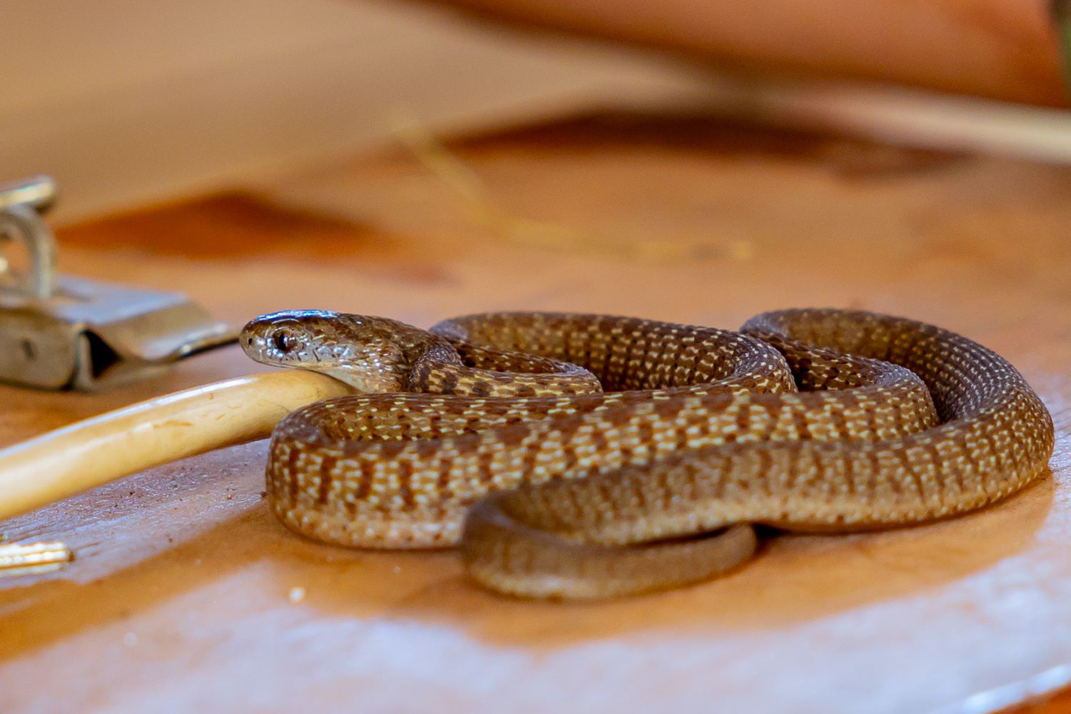 An egg eater snake is one of the most common and widespread snakes spread in Africa. It is a species of nonvenomous snake in the family Colubridae.