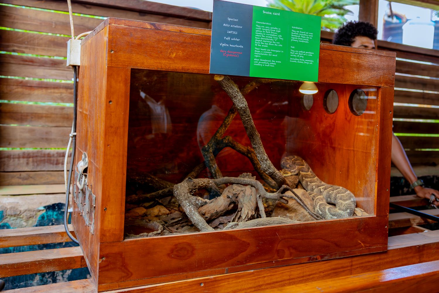 A puff adder snake in a cage at the Kandt House Museum.