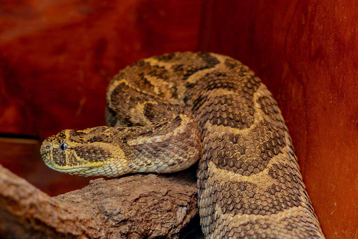 Puff adders are found in savannahs, grasslands, and rural farmland in Rwanda.