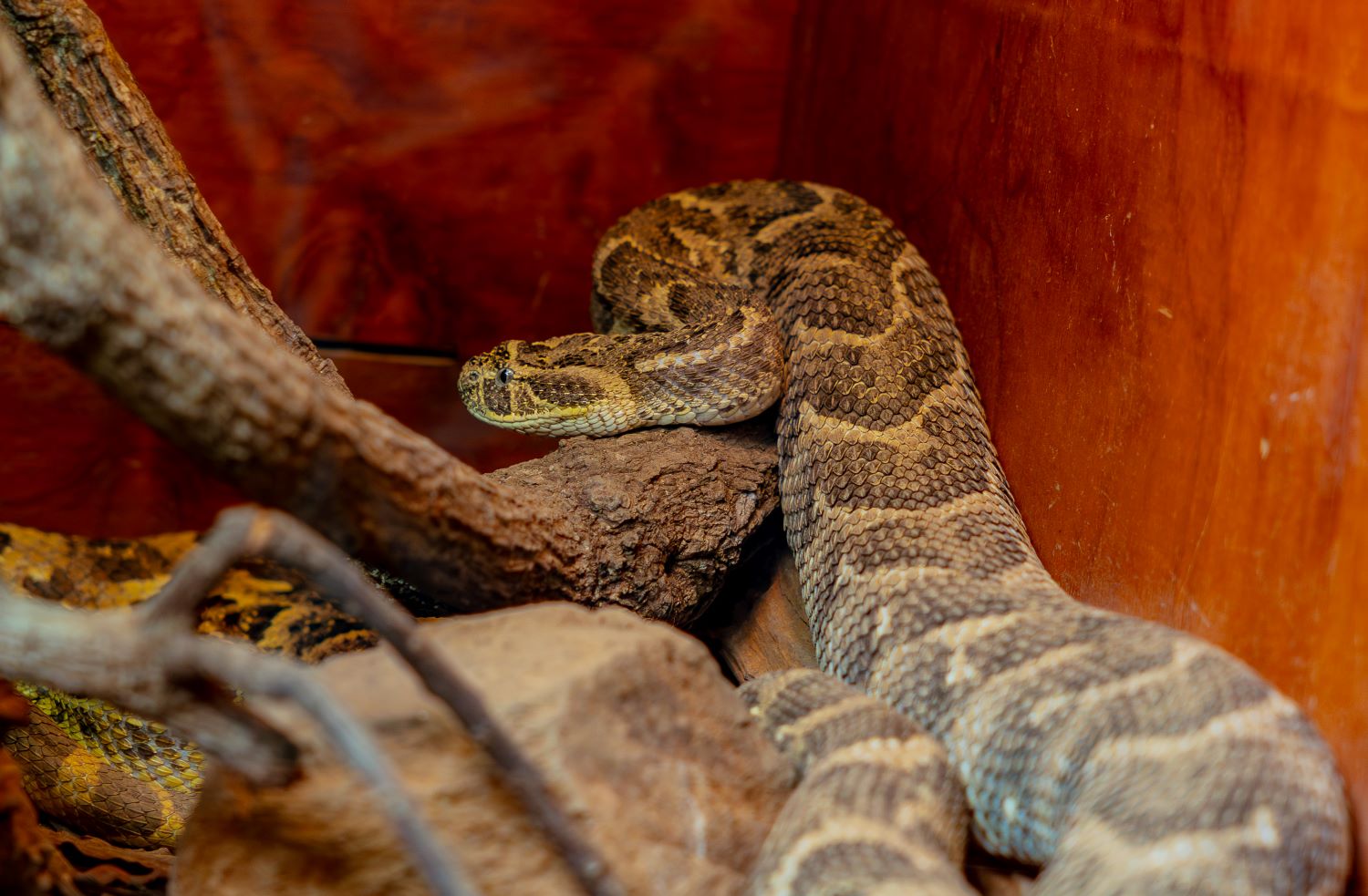 Puff adders possess cytotoxic venom.