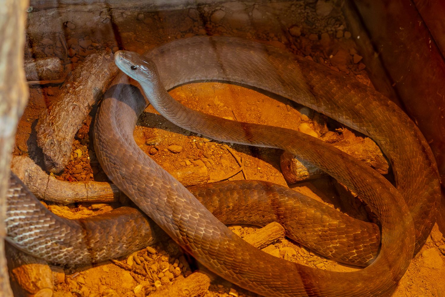 A black mamba can grow up to 4.3 meters (14 feet)