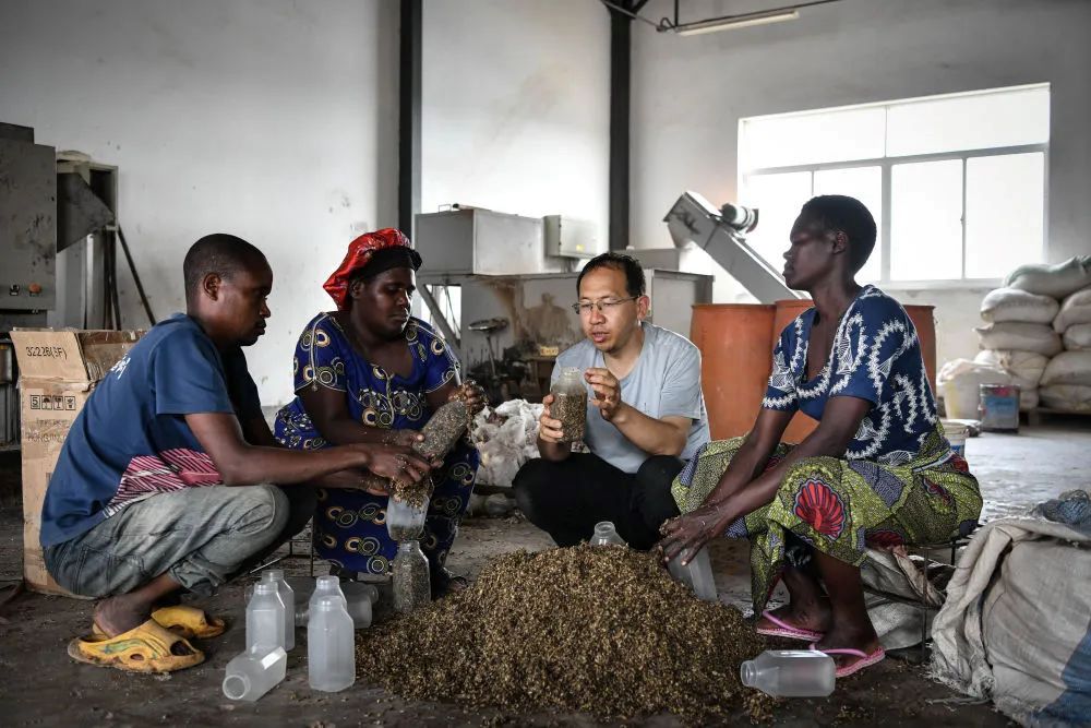 Experts from China are introducing and teaching how to use Juncao grass to cultivate edible mushroom, which has benefited over 30000 farmers in Rwanda.