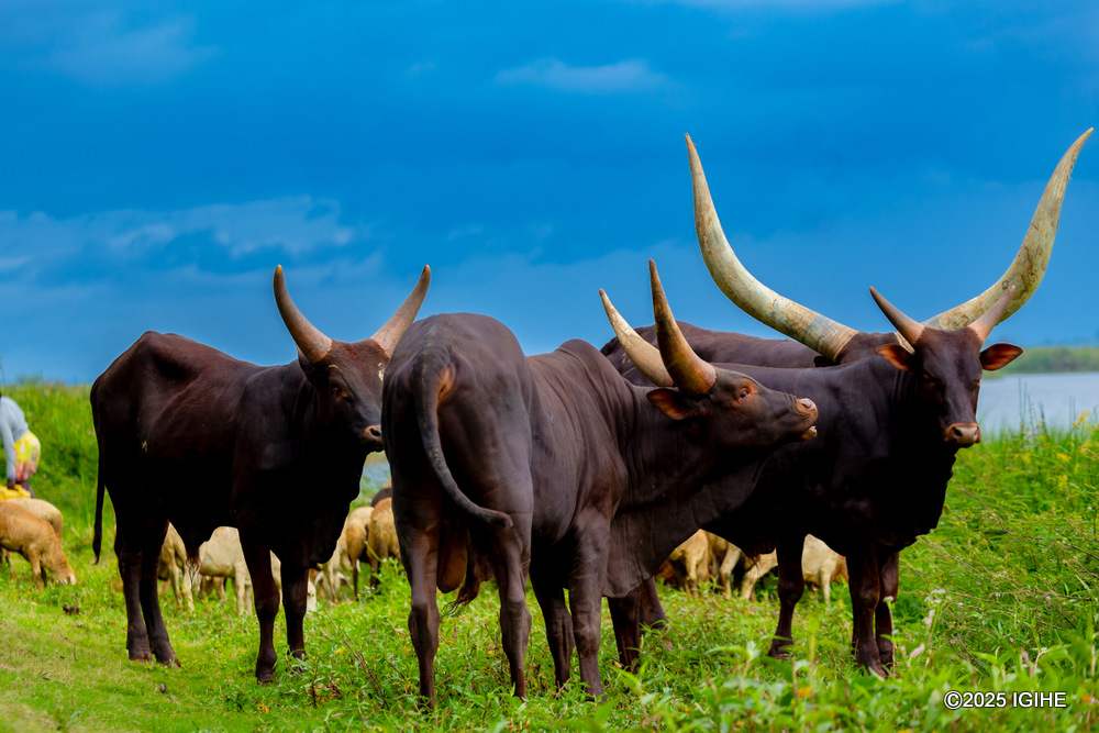 The farm is home to elegant Inyambo cows, renowned for their striking horns and graceful stature.