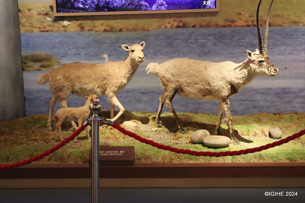 Chinese efforts in environmental preservation is also witnessed at the museum.