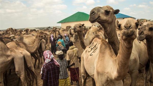 'Hundreds of jobs have been lost and many more will be lost if exports don't start again. Somalia is suffering because of wars elsewhere,' said one Somali official.