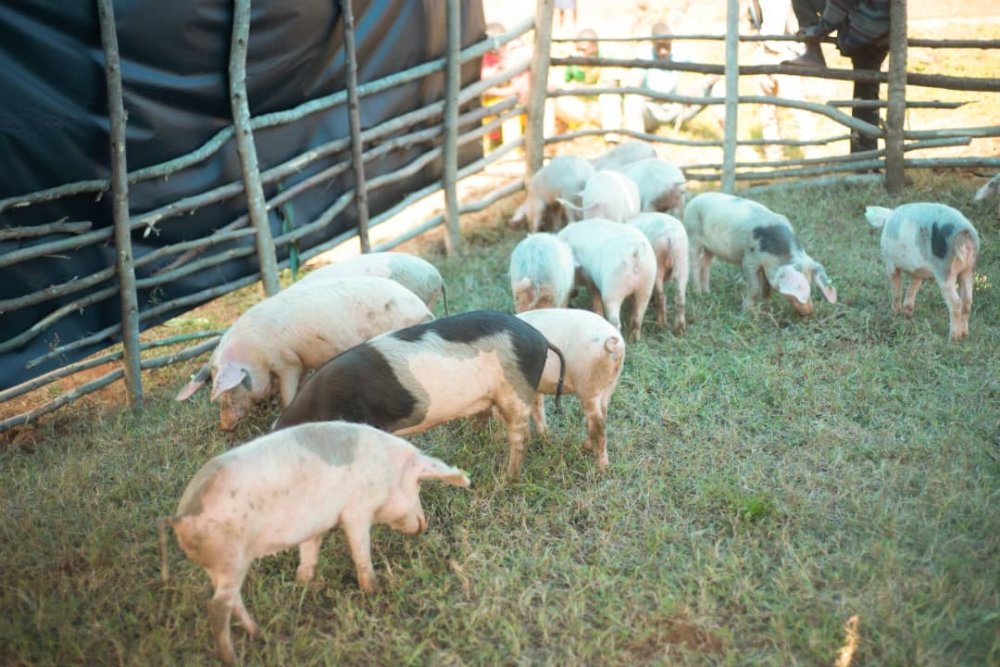 Some beneficiaries also receive small livestock including pigs. 