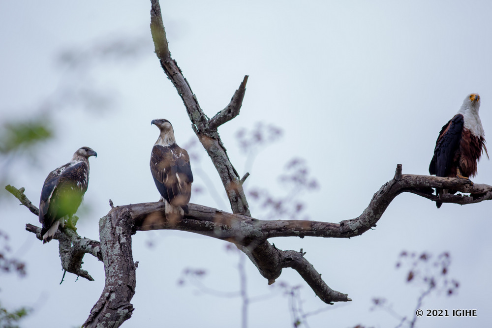 Akagera National Park is home to many bird species.